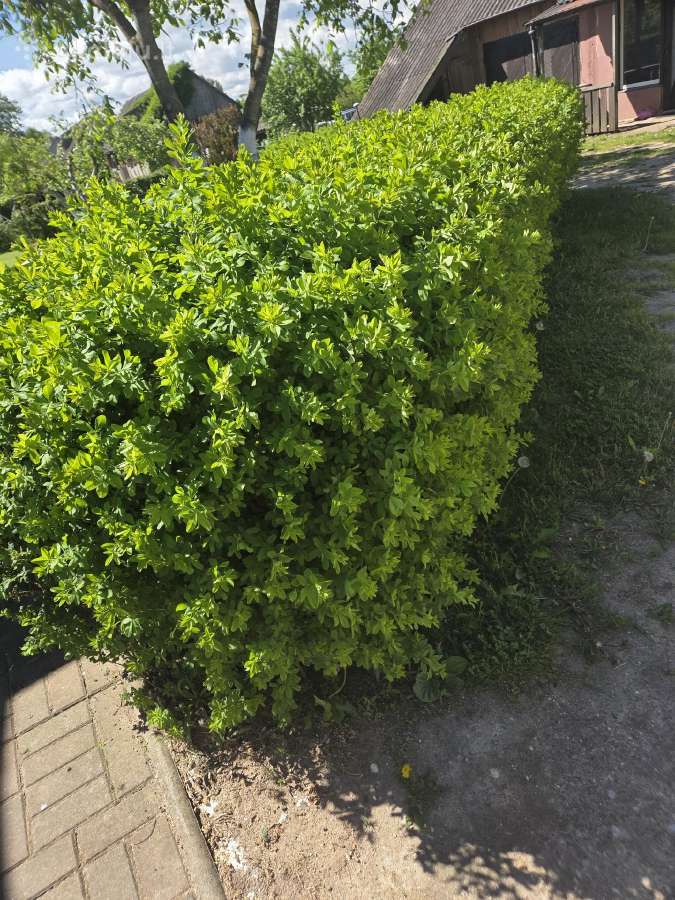 Dovanoju krūmus
