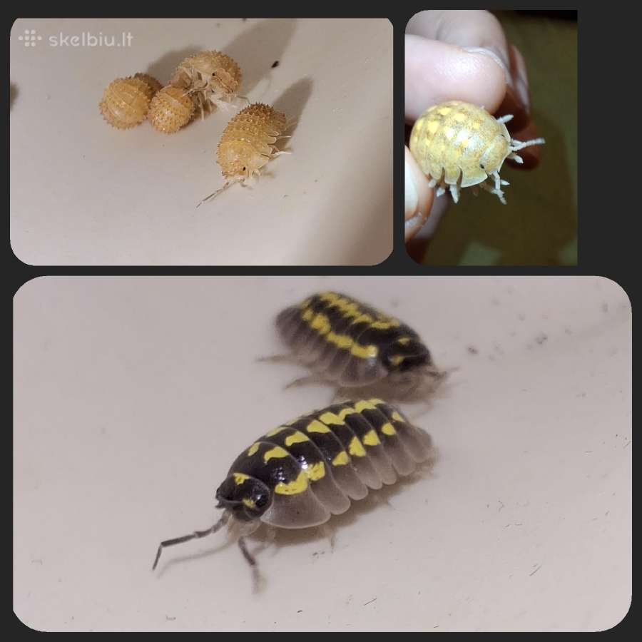 Vėdarėliai isopod sprinktail