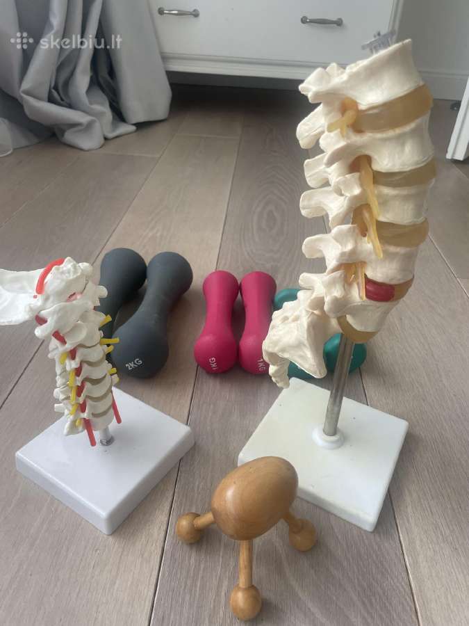 Kineziterapeutui :stuburo maketai, svareliai