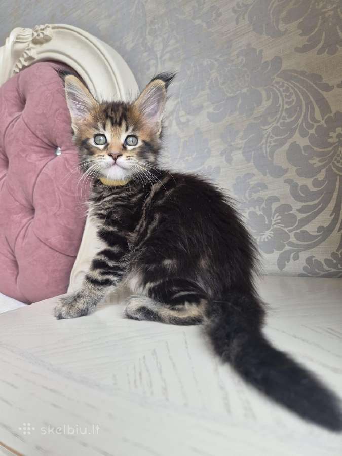 Mainecoon girl