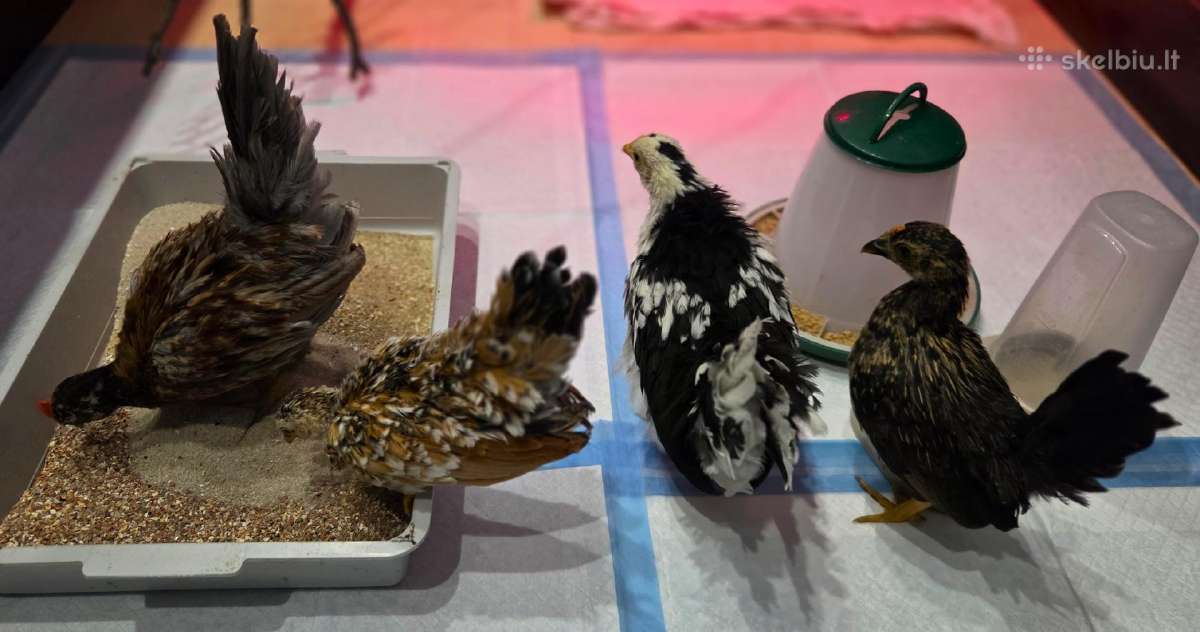 Mažieji Seramos gražuoliai jau ieško naujų namų!