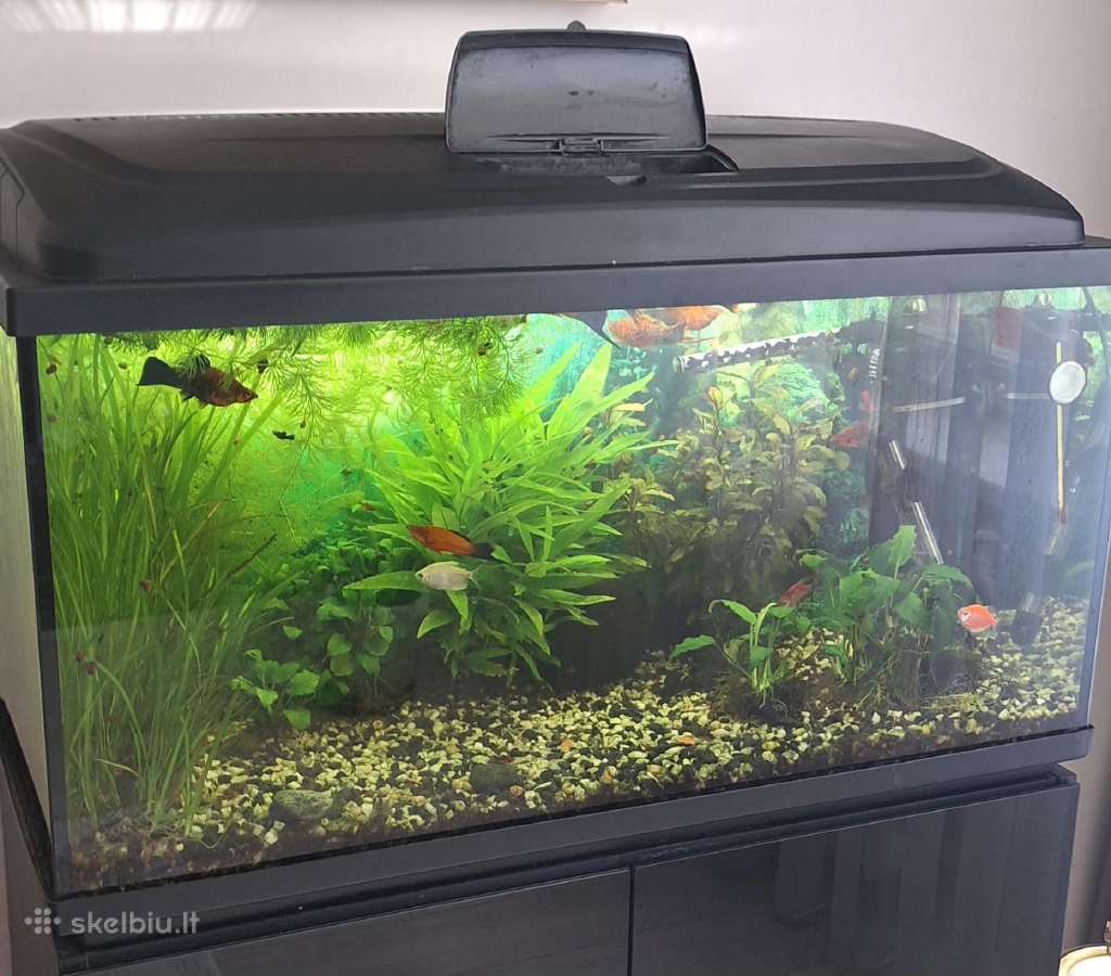Akvariumas 112 ltr. su viskuo