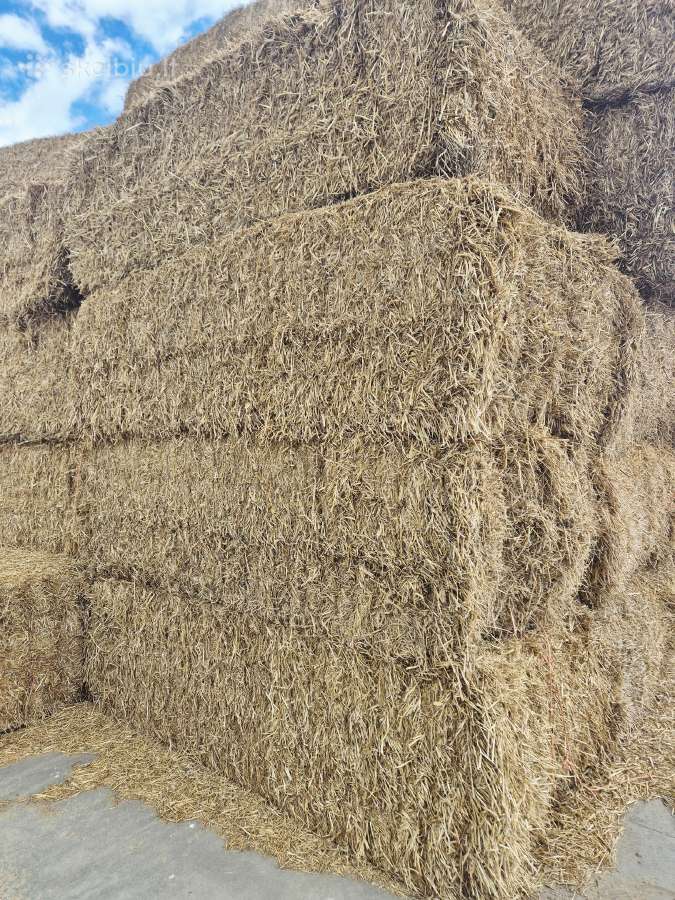 Parduodame kviečių šiaudus didelėmis kitkomis - nuotraukos Nr. 2