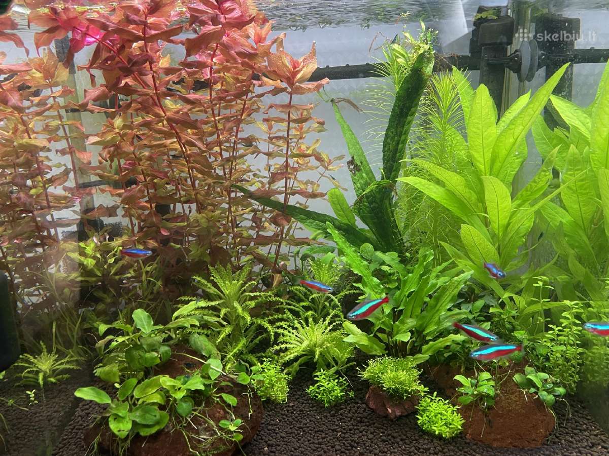 Rotala