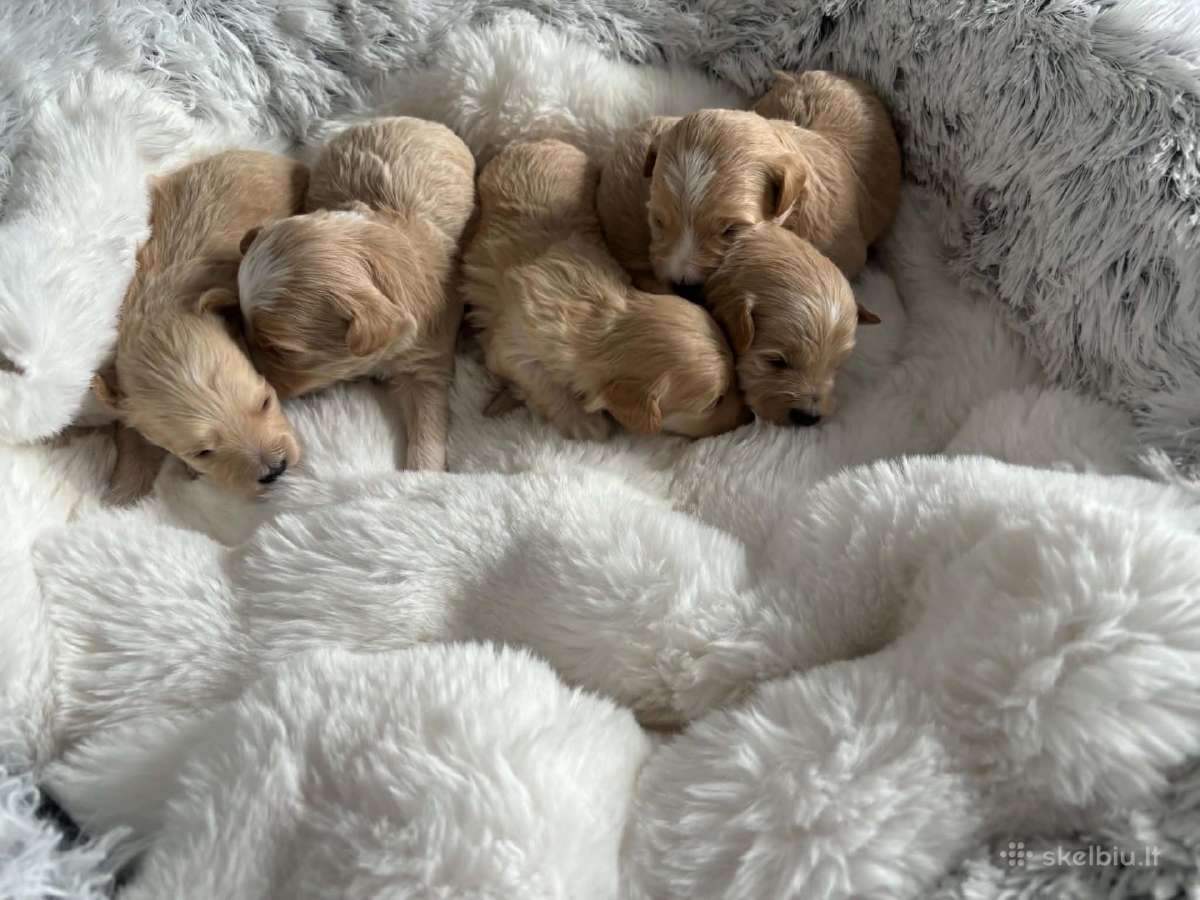Rezervuojami maltipoo šuniukai