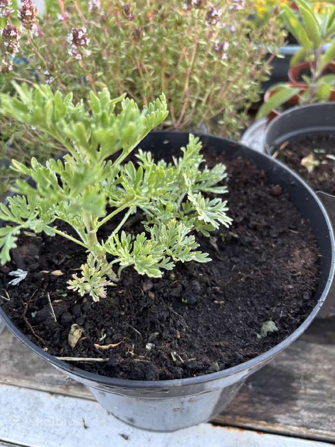 Pelynas