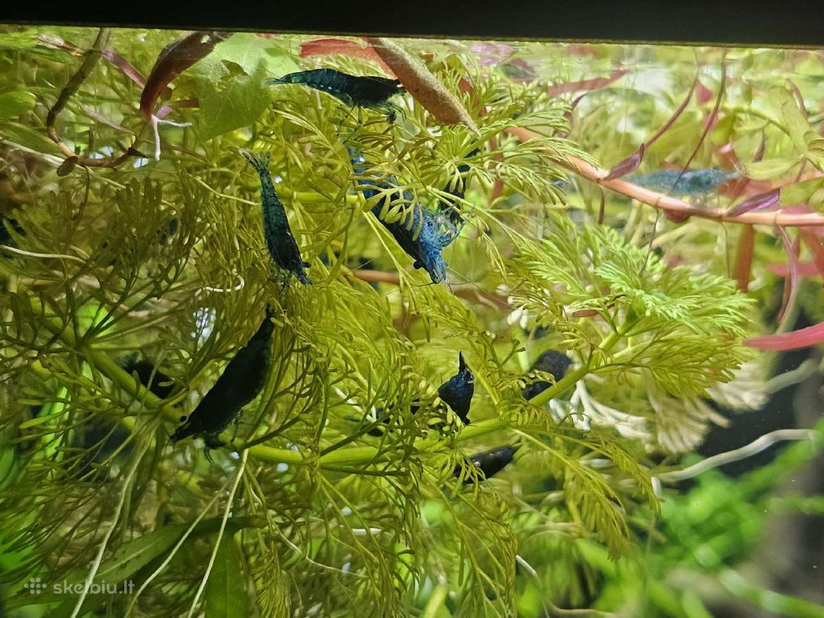 Neocaridina Blue dream krevetės - nuotraukos Nr. 2