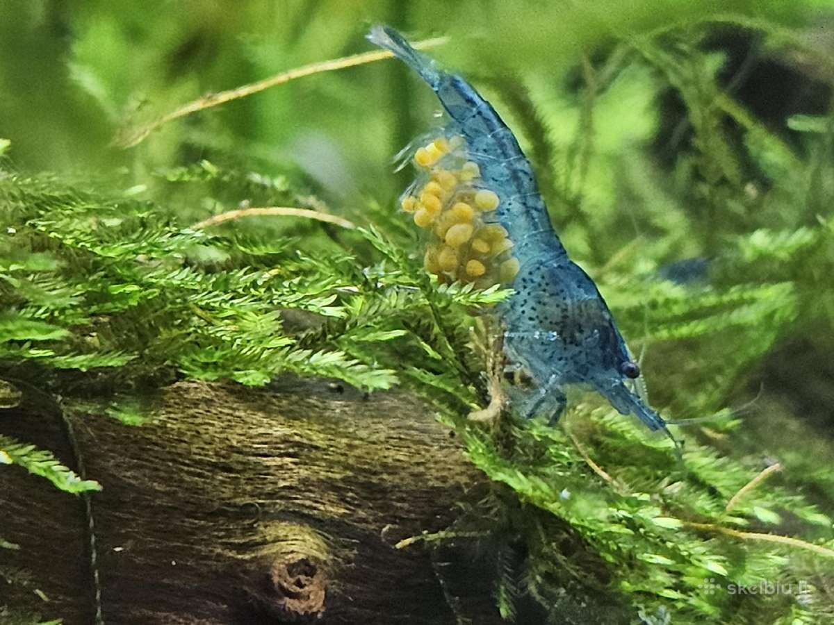Neocaridina Blue dream krevetės