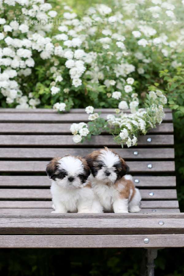 Kilmingos Shih Tzu mergaitės