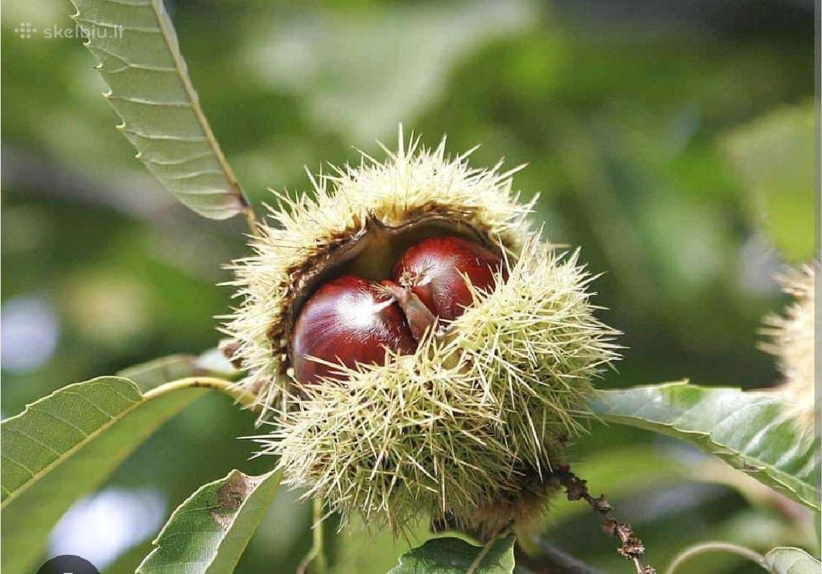 Valgomas europinis kaštainis - nuotraukos Nr. 3
