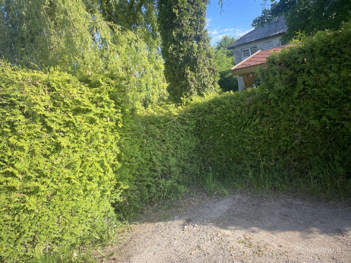 Vakarinės tujos Paprastos pušys - nuotraukos Nr. 8