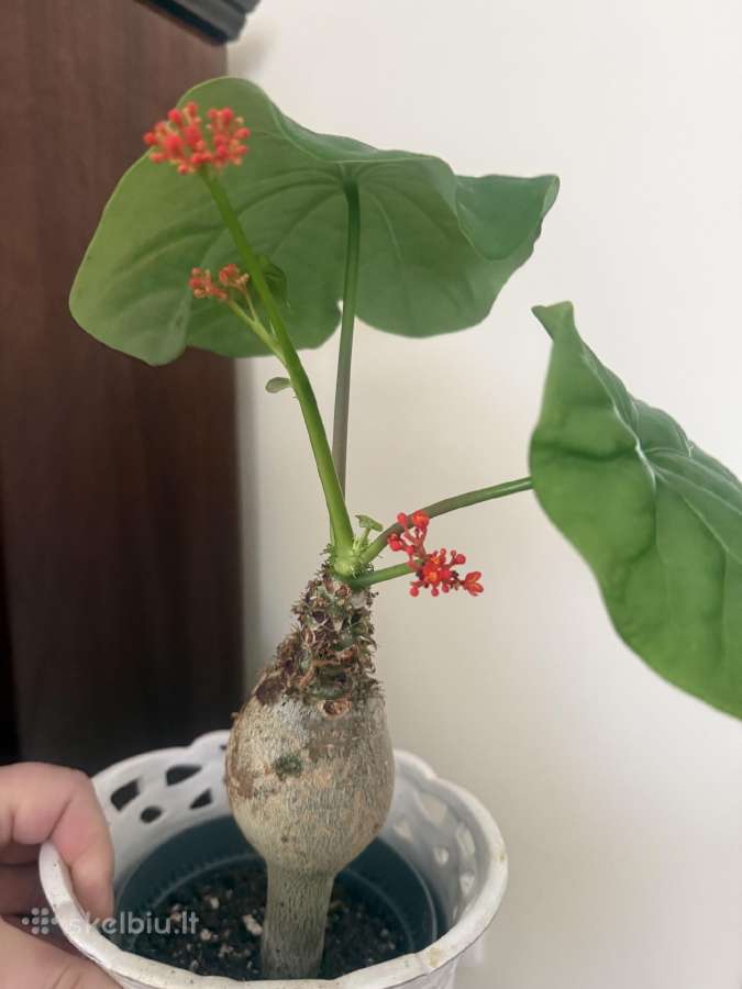 Jatropha podagrica