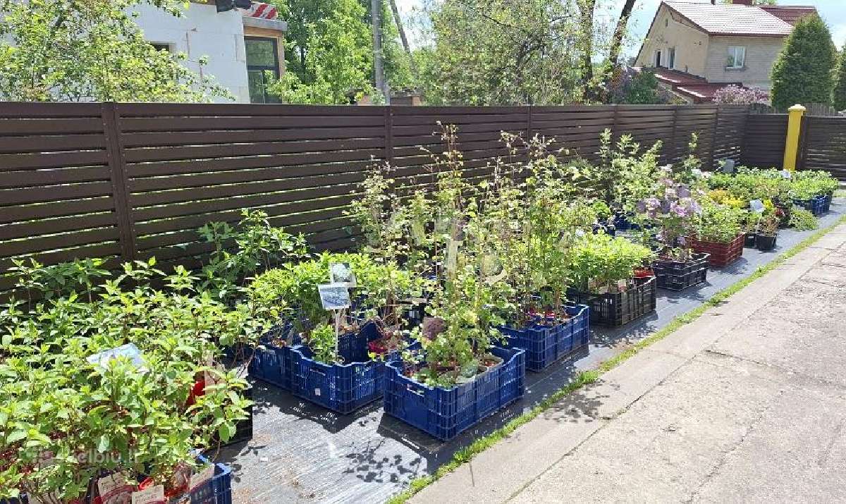 Parduodu šl. hortenzijas, daugiamečius augalus