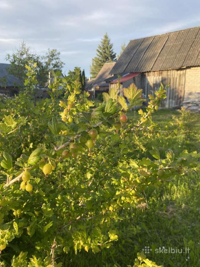 Nekilnojamas turtas , namas - nuotraukos Nr. 9