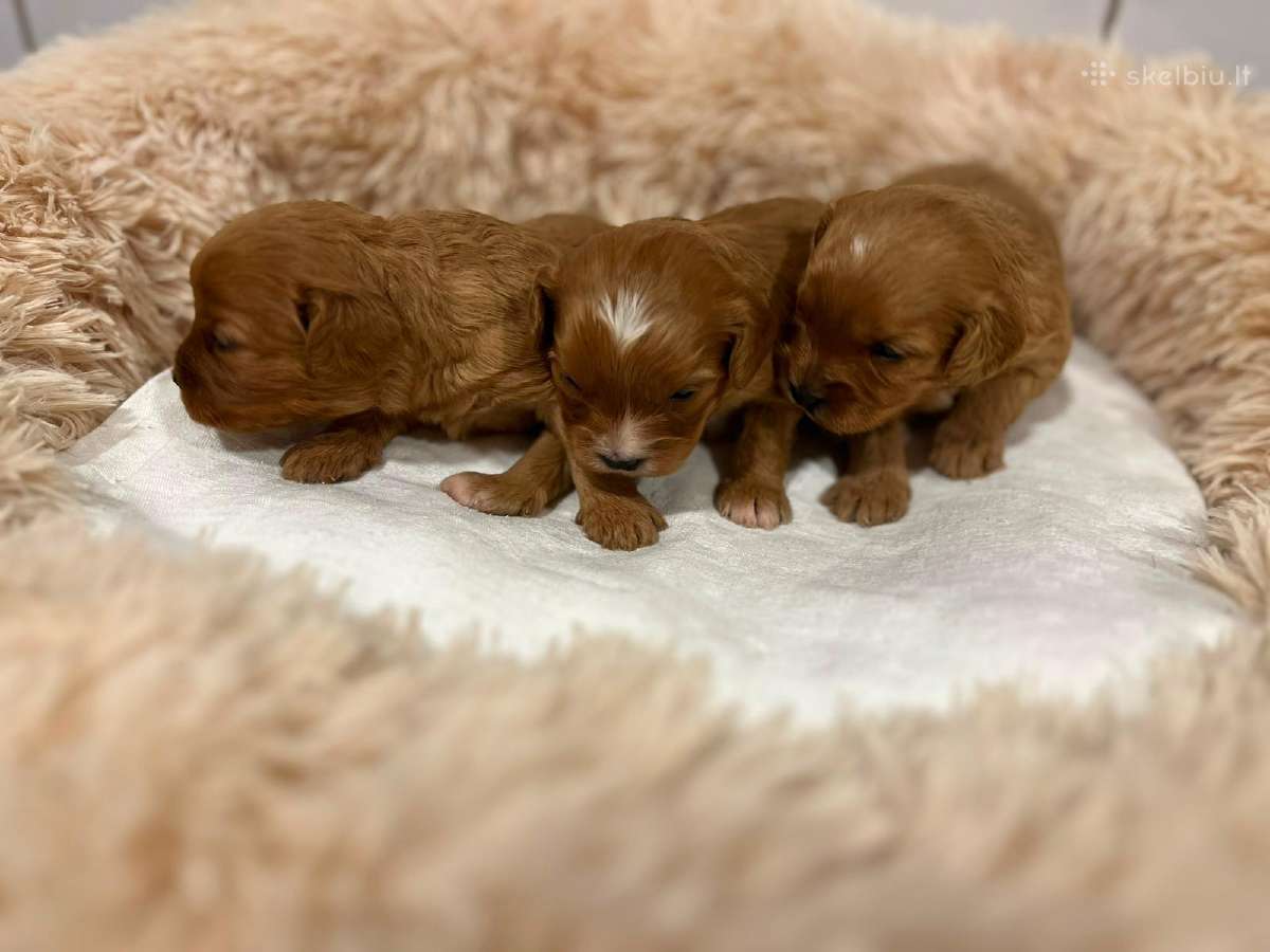 Cavapoo