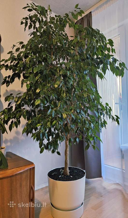 Ficus Benjamina