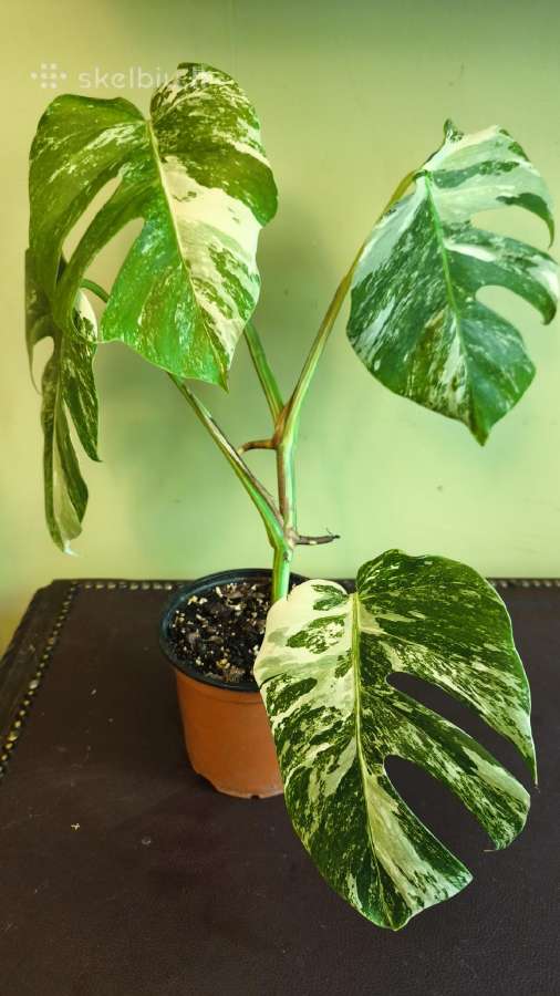 Monstera albo variegata, visas augalas