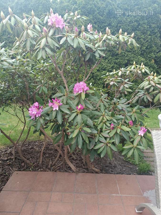 Rododendrai medis.