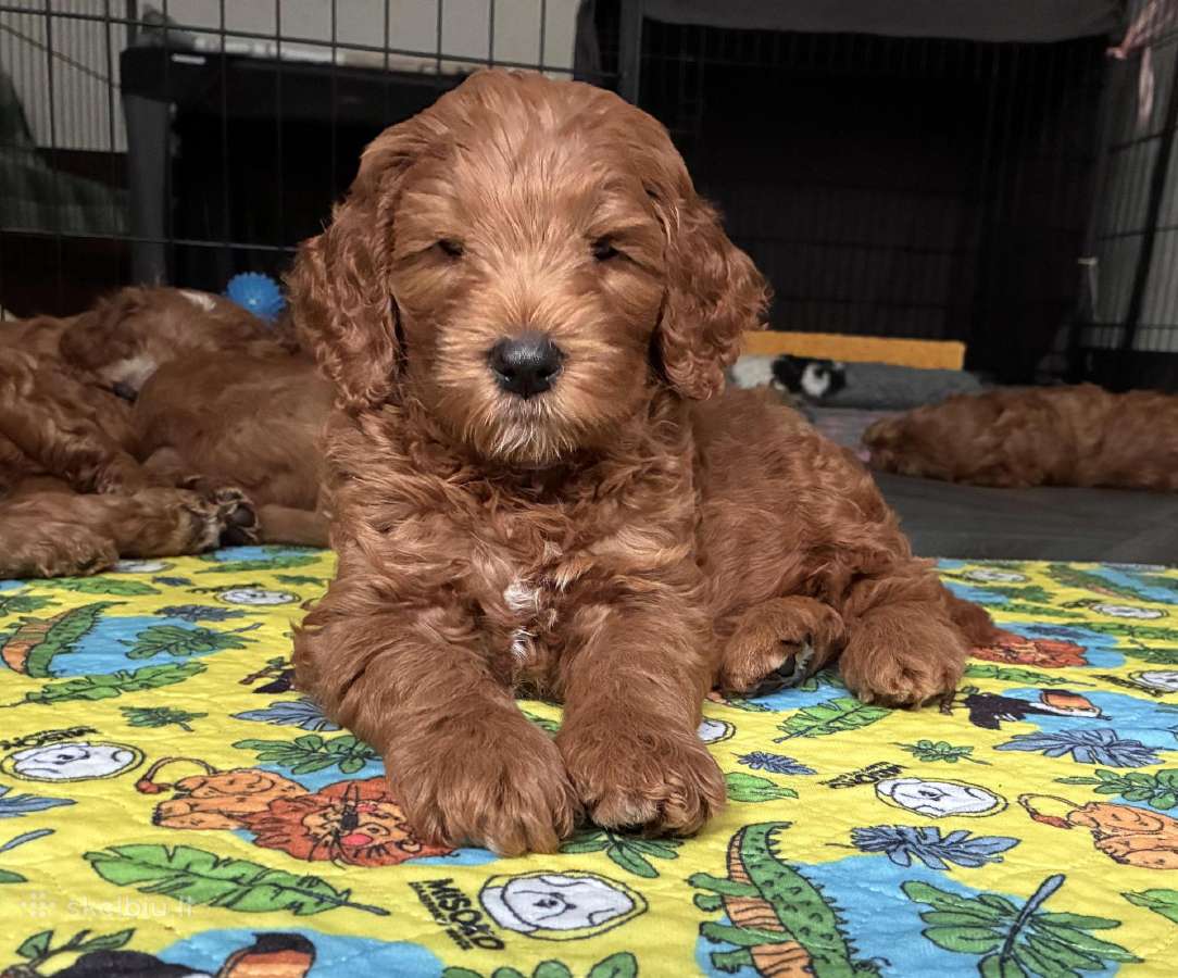 Australian Labradoodle šuniukai,su Wala dokum. - nuotraukos Nr. 2