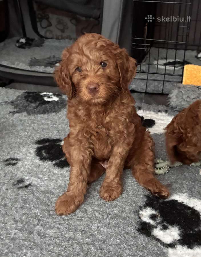 Australian Labradoodle šuniukai,su Wala dokum. - nuotraukos Nr. 3
