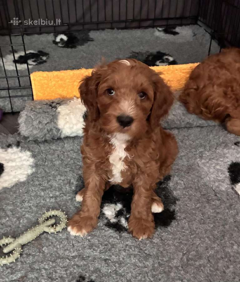 Australian Labradoodle šuniukai,su Wala dokum. - nuotraukos Nr. 4