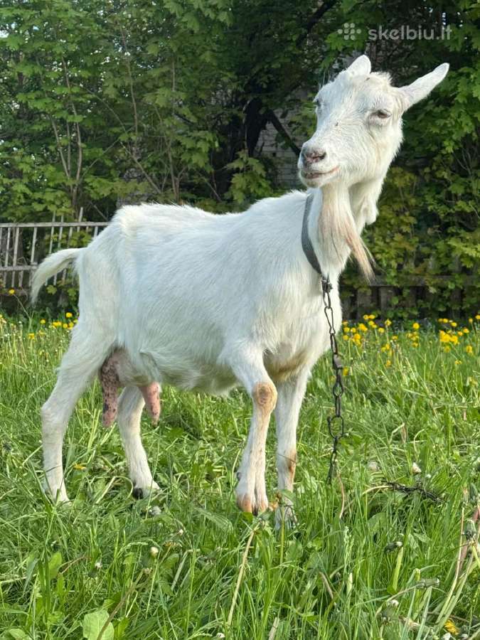 Parduodu šviežiapienę ožką