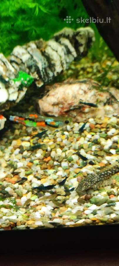 Neocaridina blue velvet, Endler gupijos
