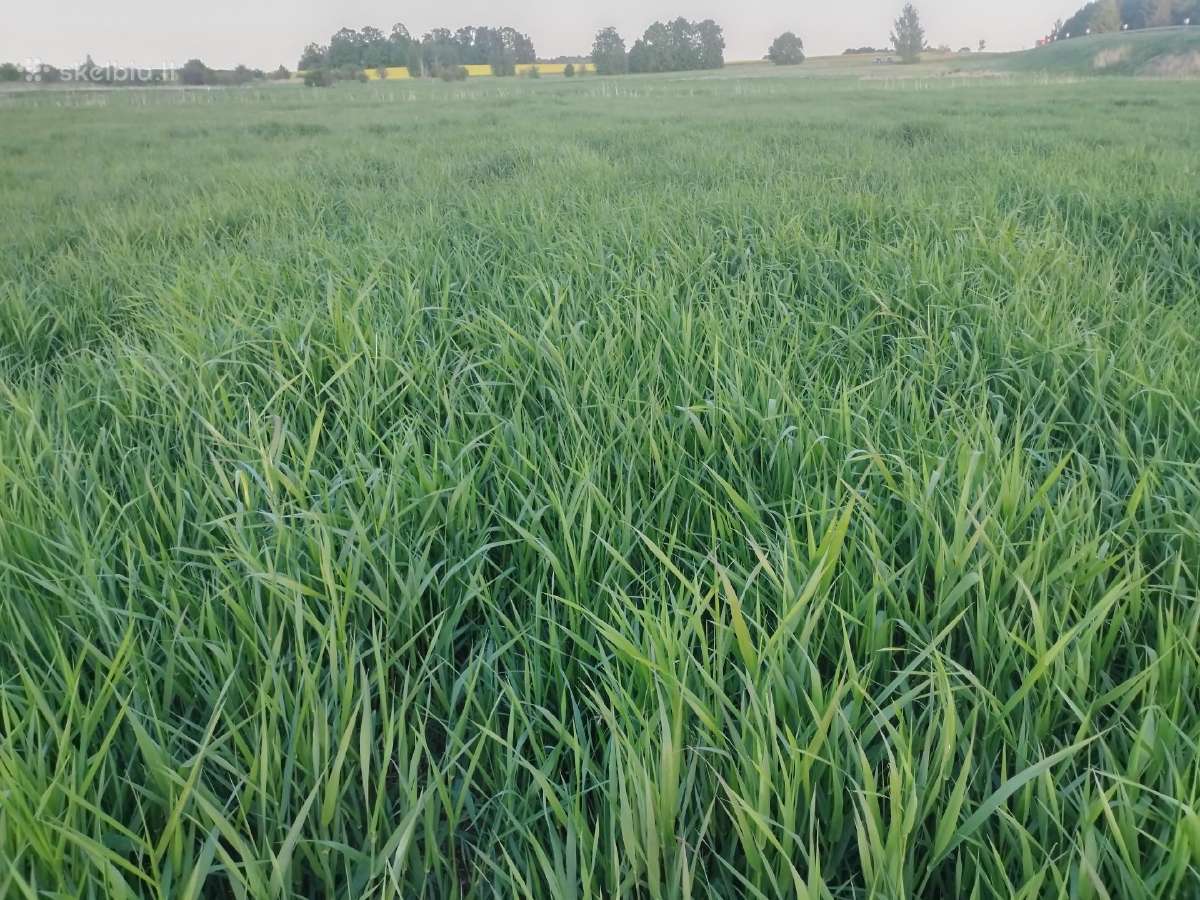 Žolės pjovimas Šiauliuose, Šiaulių raj. - nuotraukos Nr. 15