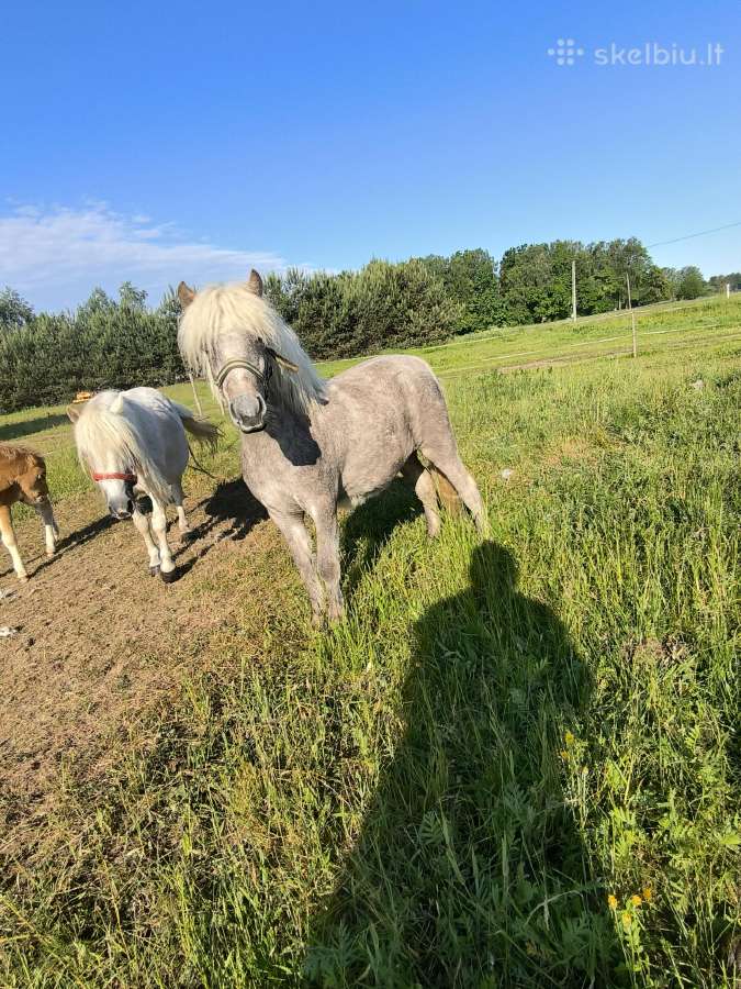 Ponikė