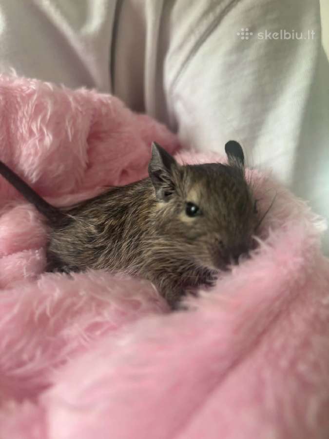 Degu