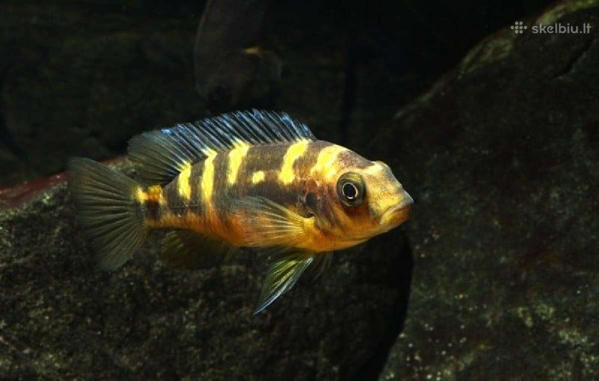 Akvariumo žuvys Kaune ir Vilniuje