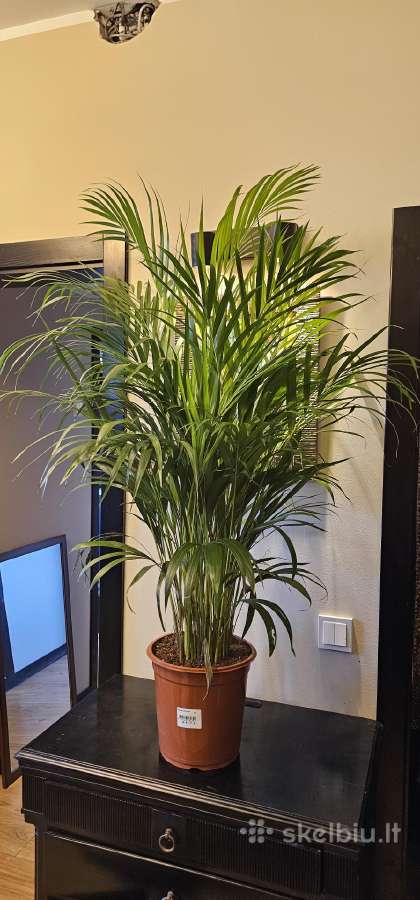 Dipsis