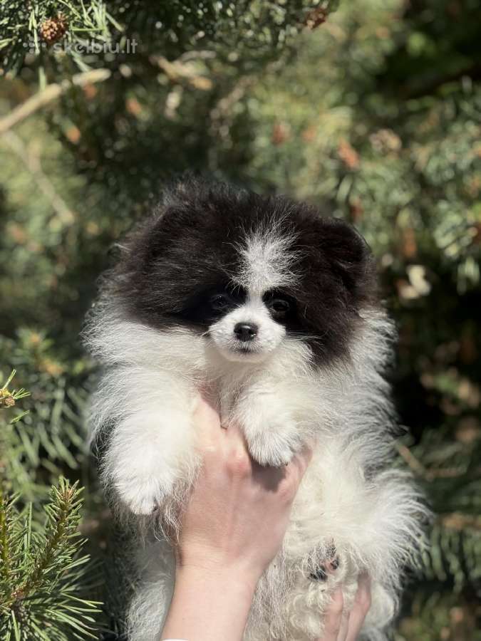 Špiciukė Panda