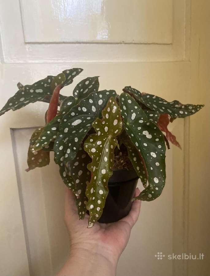 Begonija Maculata