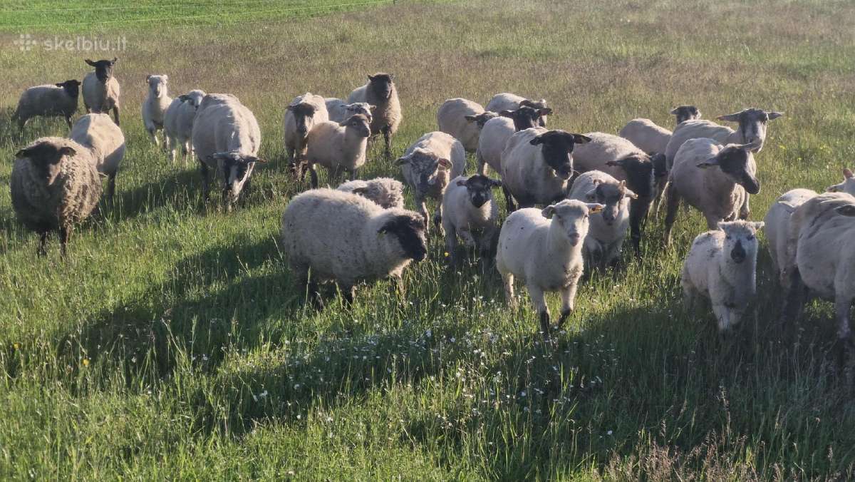 Mišrūnai eriukai Raseinių r