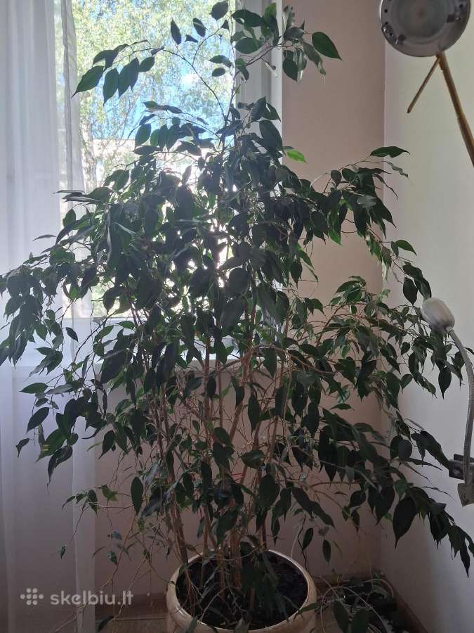 Benjamino fikusas