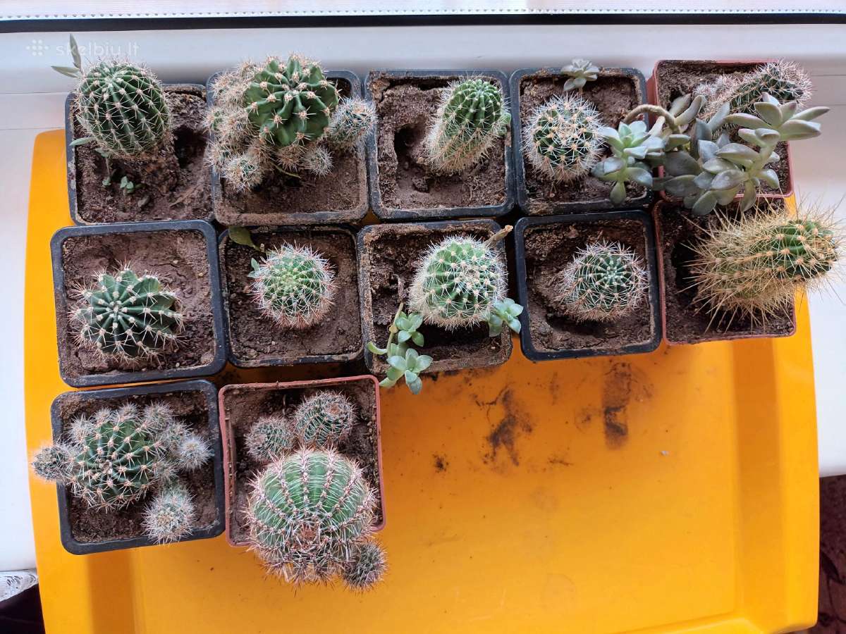 Echinops'ių kolekcija 12 vnt. spalvos įvairios