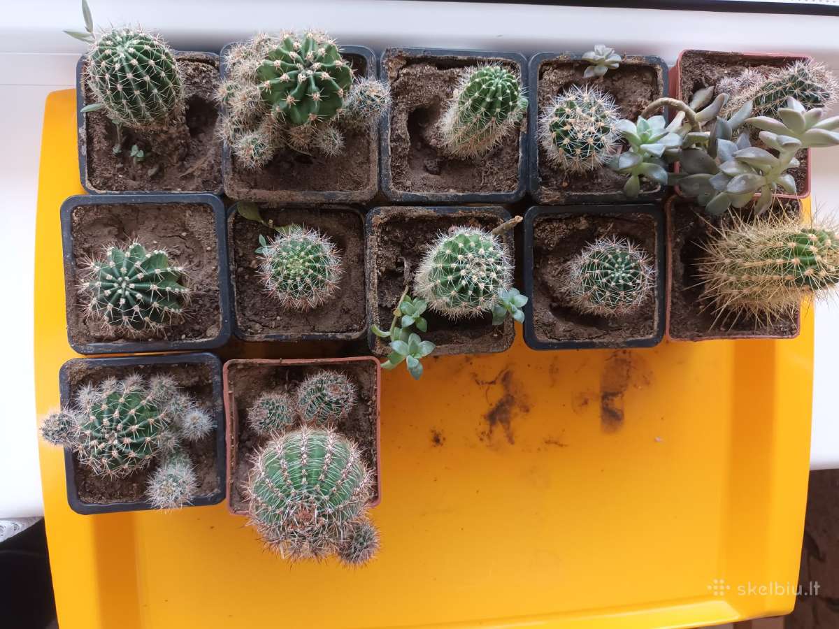 Echinops'ių kolekcija 12 vnt. spalvos įvairios - nuotraukos Nr. 2