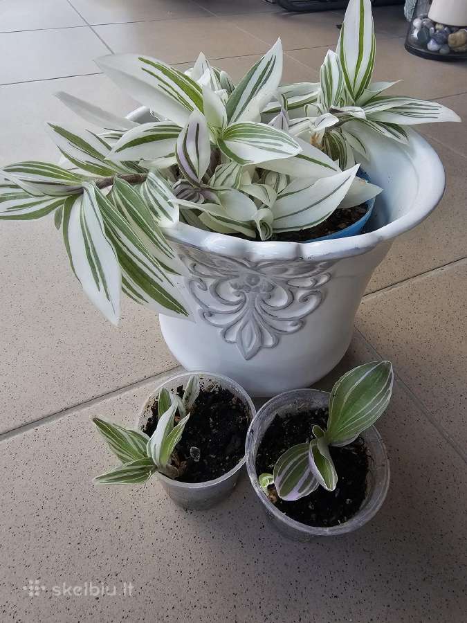 Tradescantia 'White Cobra'