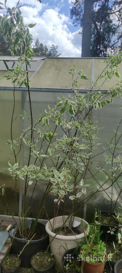 Sedula baltoji "Elegantissima" - nuotraukos Nr. 2