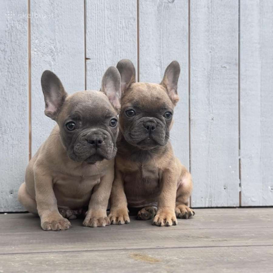 Prancuzu buldogiuku berniukai