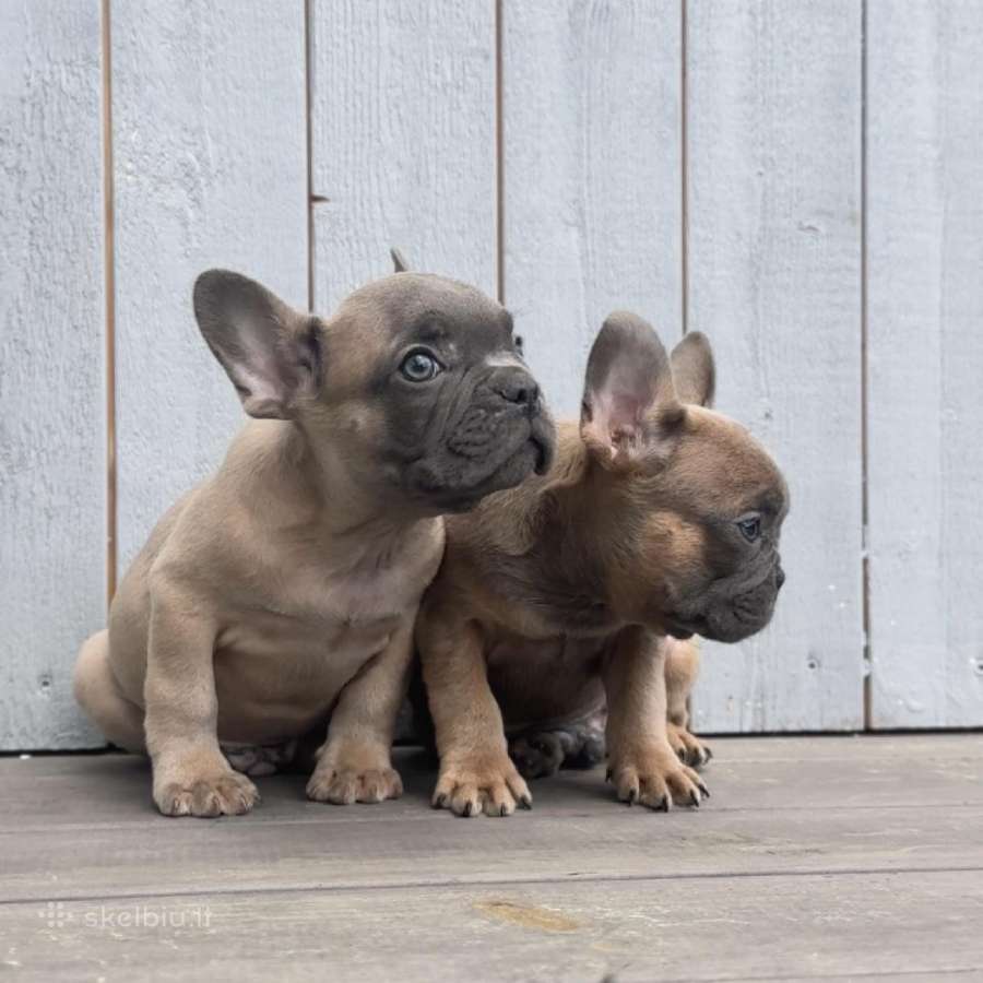 Prancuzu buldogiuku berniukai - nuotraukos Nr. 4