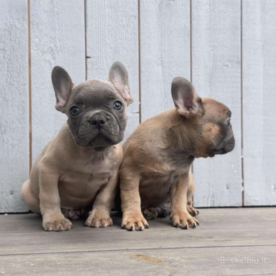 Prancuzu buldogiuku berniukai - nuotraukos Nr. 5
