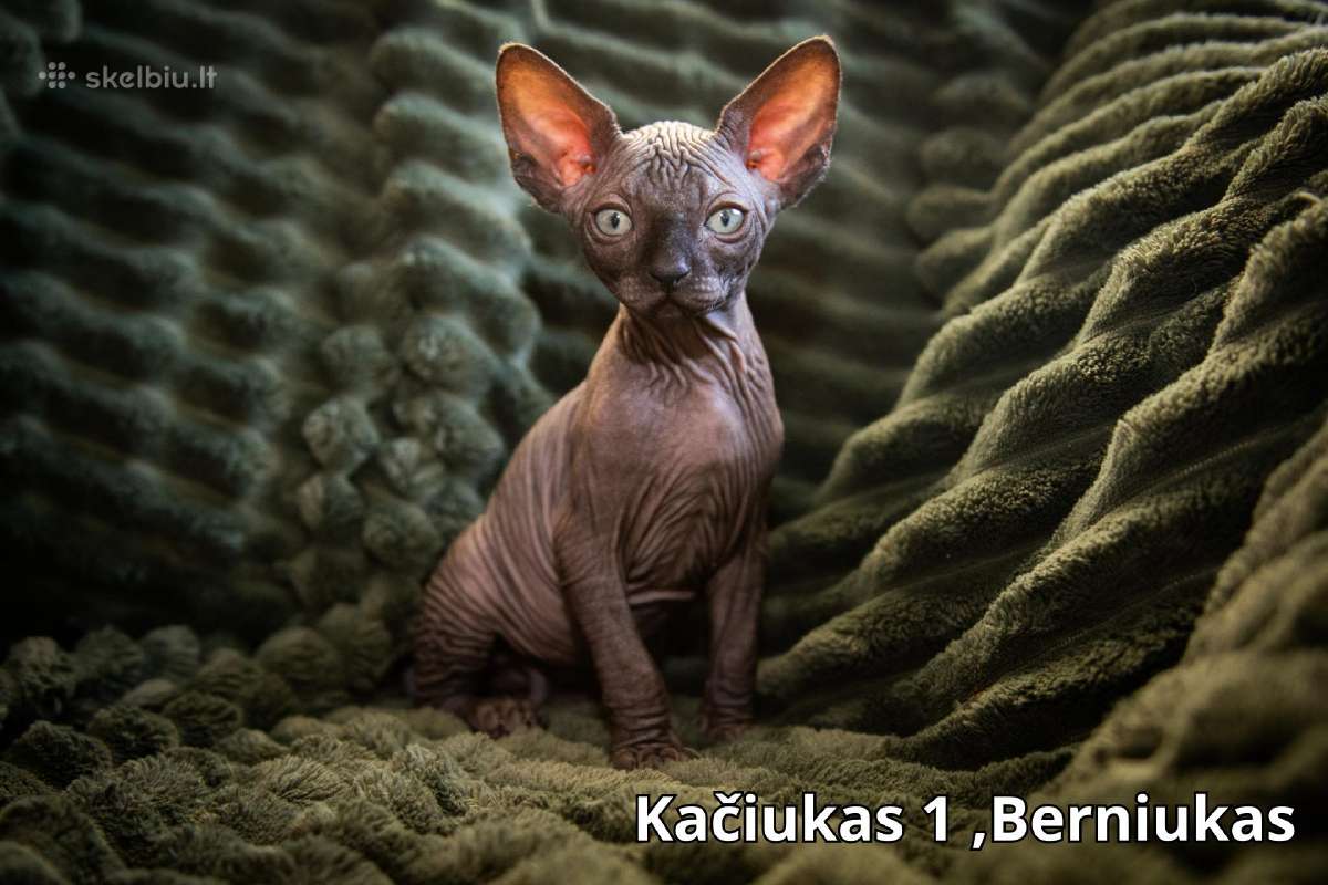 Kanados Sfinksai