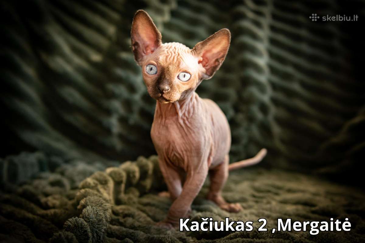 Kanados Sfinksai