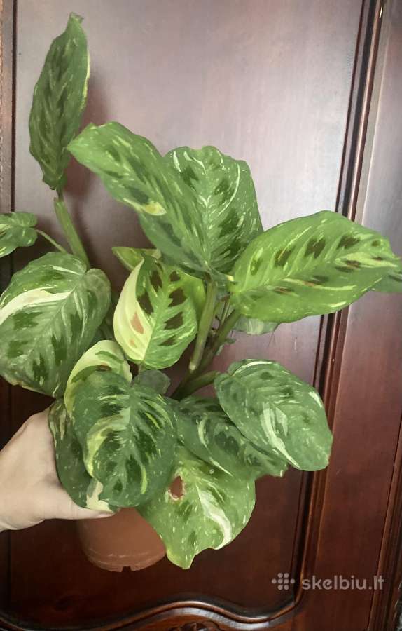 Maranta Variegata