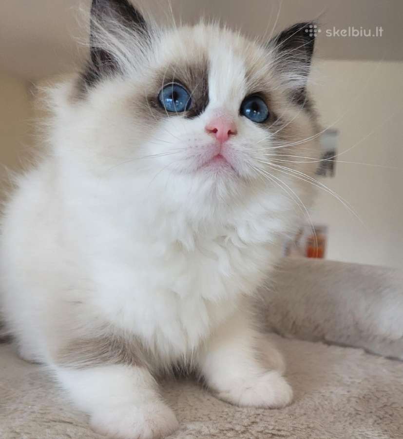 Ragdoll kačiukai namams