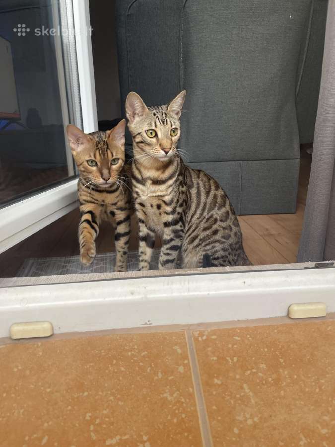 Bengalijos katinai