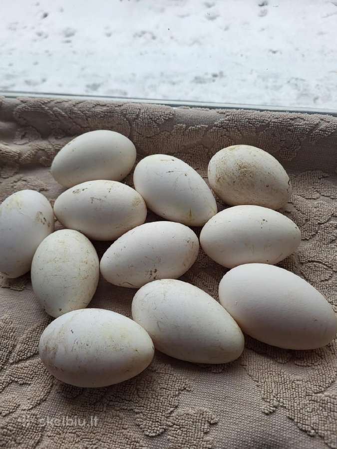 Žasų kiausiniai