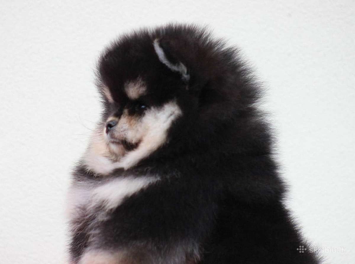Vok.nykšt.špicas